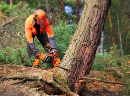 Mulching Services in Tsaile, AZ